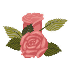 An arrangement of lush, elegant dusty pink roses and leaves. Vector illustration on a white background.