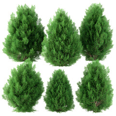 Collection of Evergreen Shrubs for Landscaping and Garden Design