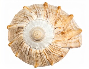 A spiral seashell with beige and brown patterns, viewed from above, revealing a white, swirling center on a stark white background