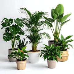 Assorted houseplants in various pots