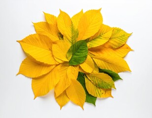 Autumnal arrangement Bright yellow & green leaves form a round cluster atop white surface, viewed from above