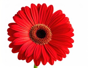 Vibrant red gerbera daisy flower, centrally framed against a pure white backdrop, showing detailed stamen structure and smooth, elegant petals