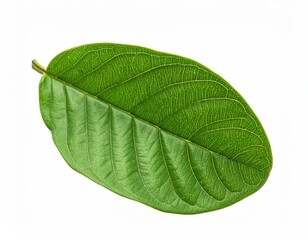 Isolated, textured green leaf showing detailed veins and edges, presented against a plain white backdrop