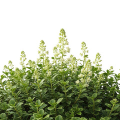 Obraz premium Green bush with white flowers isolated on transparent background