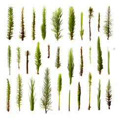 Botanical collection of various lush vertical freshwater plants. An assortment of green stems and foliage isolated on a white background