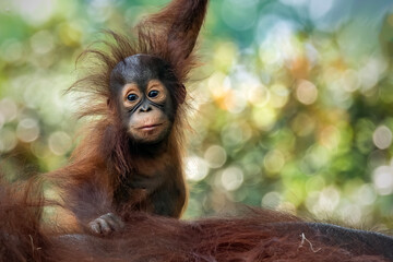 Orangutan hanging in a tree in the jungle