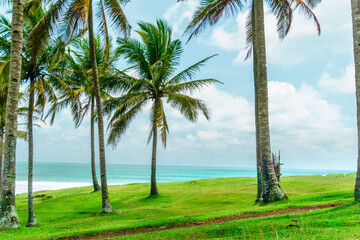 Beautiful morning view indonesia Panorama Landscape paddy fields with beauty color and sky natural light