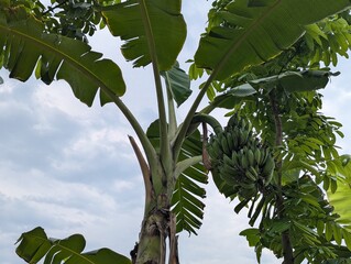 Unripe Green Bananas Growing on a Tree