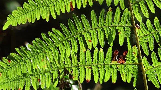 Bracken fronds, Pteridium aquilinum, backlit by early Autumn sunlight. UK