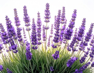 Obraz premium Vibrant lavender flowers clustered tightly with green foliage, backlit by a bright, soft light creating an airy, serene, & botanical composition