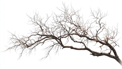 Bare tree branches against a white background.  A sprawling, intricate network of dead, brown branches extends across the image. 