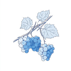 Elegant blue grape illustration, botanical art with delicate details and soft color palette drawing