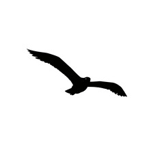 Silhouette of a Seagull in Flight.