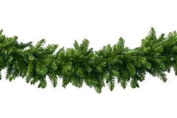 Fototapeta premium branch of a pine