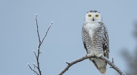 Obraz premium Snowy owl perched on iced branch