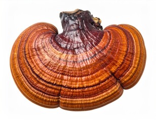 Polished brown mushroom with concentric texture on white background. Close-up. Shiny. Warm color palette