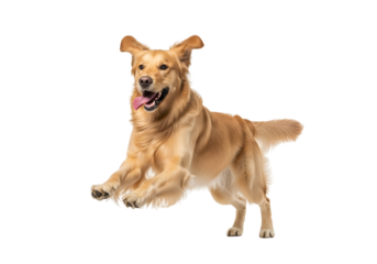 A joyful golden retriever leaps against a stark black background, showcasing its energy and playful spirit.