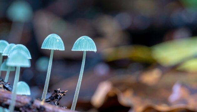 Tiny pale blue mushrooms on forest floor - Powered by Adobe