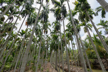 Exploring lush palm tree forest tropical paradise nature vibrant environment ground perspective
