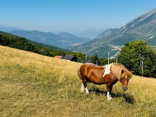 Kosovo Whiteandbrown Dwarf Horse Grazing