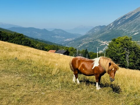 Kosovo white-and-brown dwarf horse grazing in the mountains of Prevalla Heights, surrounded by lush meadows and scenic landscapes