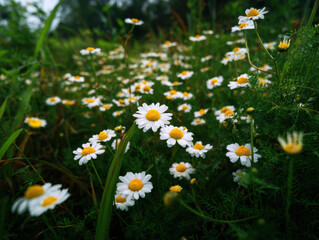 Bright white daisies scattered across a lush green field under a soft natural light, creating a serene and peaceful outdoor floral scene bursting with life.