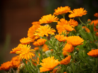 Orange flowers of Calendula officinalis, also known as pot marigolds or Scotch marigolds in spring garden, closeup.