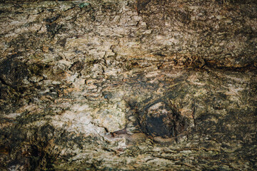 Intricate natural pattern of aged bark