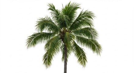 Fototapeta premium 白い背景 鮮やか緑 熱帯椰子の木 優雅に揺れる葉. AI Generated