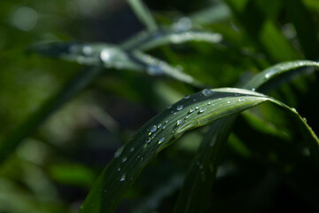 A close-up view of vibrant green grass blades covered in sparkling droplets of morning dew