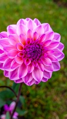 Fototapeta premium Close-up of a vibrant pink and purple dahlia