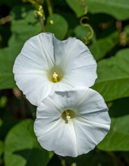 Two white flowers in close-up