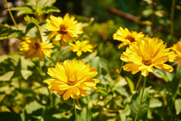 Nagietek lekarski, Calendula officinalis L., © Marcin Łazarczyk