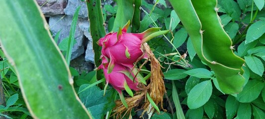 Exotic dragon fruit growing on cactus plant in natural garden