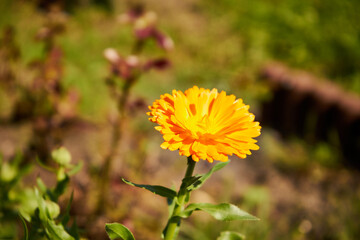 Nagietek lekarski, Calendula officinalis L., © Marcin Łazarczyk