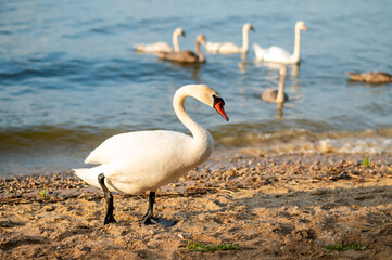 Father swan walking on sandy beach while family swims nearby in lake, peaceful nature scene