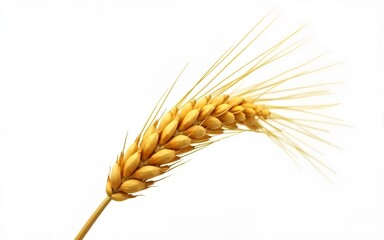 Isolated Golden wheat ear after the harvest. High quality