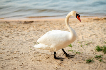 Swan standing on sandy shore of lake, graceful waterbird in peaceful natural setting