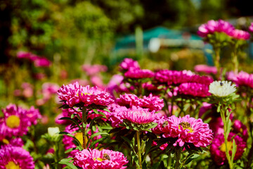 aster, aster l., aster chiński, aster zwyczajny, gwiazdosz chiński, callistephus chinensis (l.) nees, astry, kwiaty,ogród © Marcin Łazarczyk
