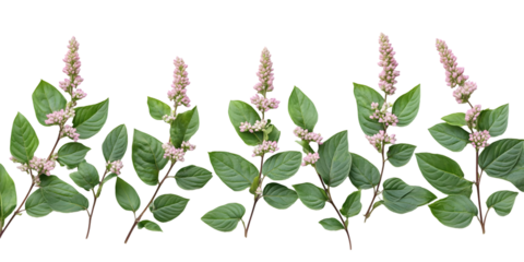 Delicate blush pink flowers and lush green leaves create a fresh botanical design element, perfect for adding a touch of nature and elegance to your spring or summer projects