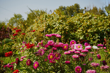 aster, aster l., aster chiński, aster zwyczajny, gwiazdosz chiński, callistephus chinensis (l.) nees, astry, kwiaty,ogród © Marcin Łazarczyk
