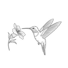Obraz premium Delicate Hummingbird Hovering at a Flower Vector Silhouette Graphic Design Element