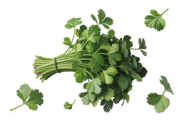 Fresh cilantro herb bunch with scattered leaves on transparent background