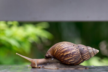 Snails are traveling slowly in the morning.