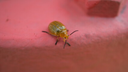 Close-up of Yellow Insect on Pink Surface in Natural Lighting