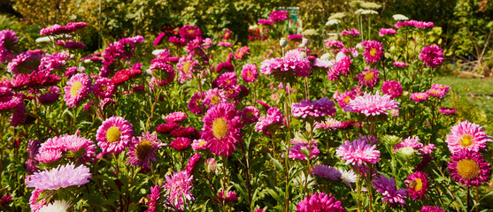 aster, aster l., aster chiński, aster zwyczajny, gwiazdosz chiński, callistephus chinensis (l.) nees, astry, kwiaty,ogród © Marcin Łazarczyk