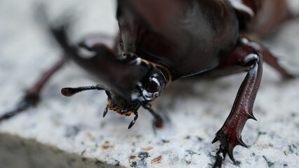 Close-up of a Black Rhinoceros Beetle on Rough Surface with Sharp Legs and Glossy Shell