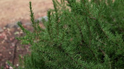 Rosemary plant