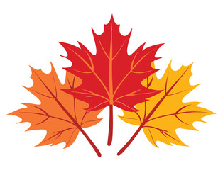 Fototapeta premium Three colorful maple leaves isolated on white background autumnal illustration
