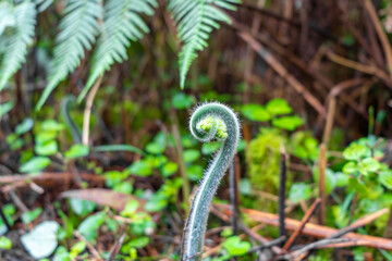 Young curled fern frond growing in a lush green forest environment